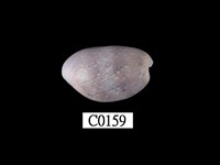 藏品(小棗貝)的圖片